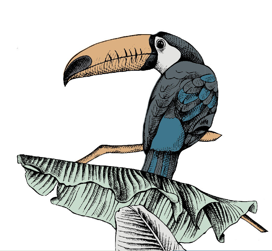 Toucan